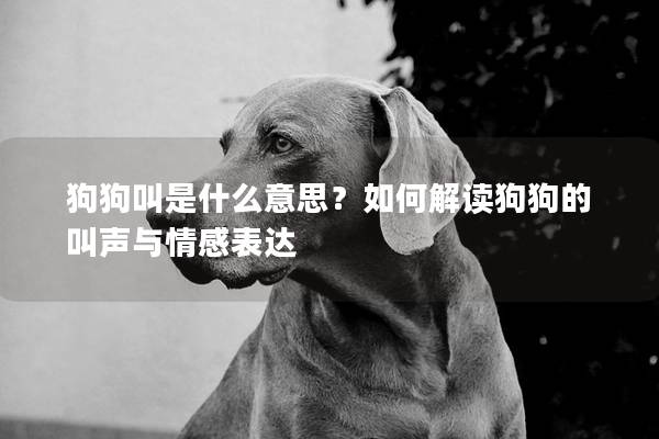 狗狗叫是什么意思？如何解读狗狗的叫声与情感表达