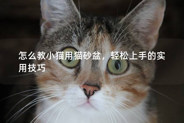 怎么教小猫用猫砂盆，轻松上手的实用技巧