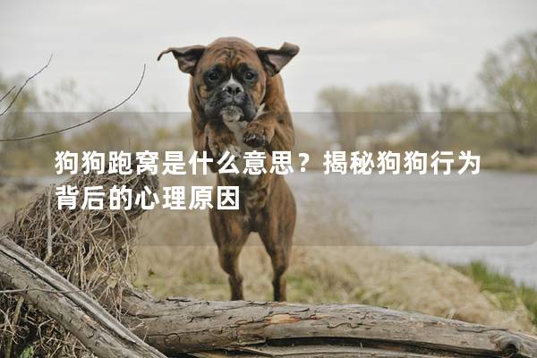 狗狗跑窝是什么意思？揭秘狗狗行为背后的心理原因