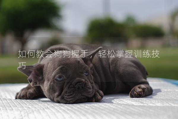 如何教会狗狗握手，轻松掌握训练技巧