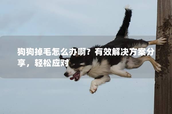狗狗掉毛怎么办啊？有效解决方案分享，轻松应对