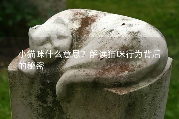 小猫咪什么意思？解读猫咪行为背后的秘密
