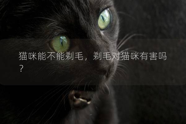 猫咪能不能剃毛，剃毛对猫咪有害吗？