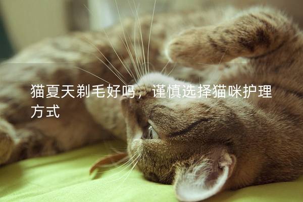 猫夏天剃毛好吗，谨慎选择猫咪护理方式
