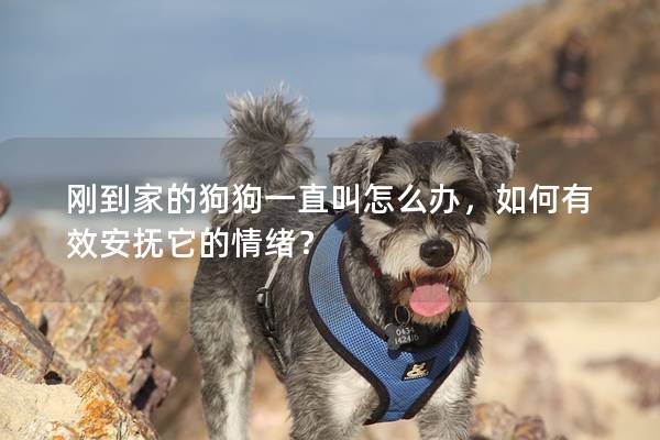 刚到家的狗狗一直叫怎么办，如何有效安抚它的情绪？