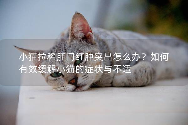 小猫拉稀肛门红肿突出怎么办？如何有效缓解小猫的症状与不适