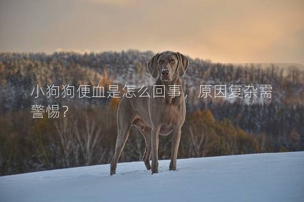 小狗狗便血是怎么回事，原因复杂需警惕？