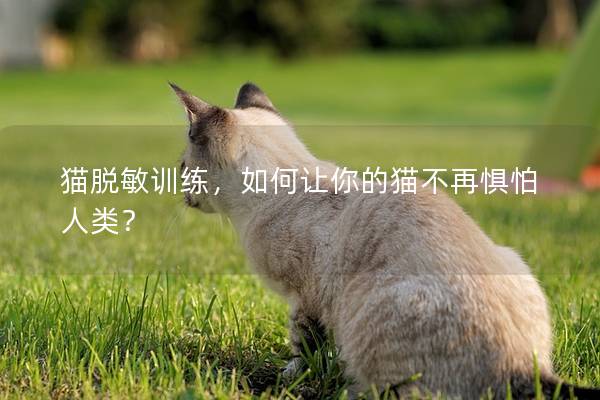 猫脱敏训练，如何让你的猫不再惧怕人类？