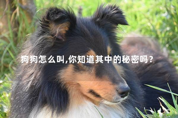 狗狗怎么叫,你知道其中的秘密吗？