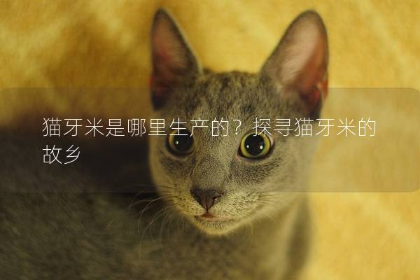 猫牙米是哪里生产的？探寻猫牙米的故乡