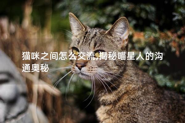 猫咪之间怎么交流,揭秘喵星人的沟通奥秘