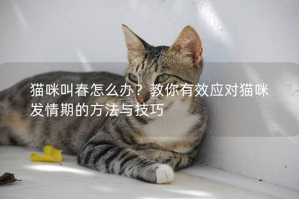 猫咪叫春怎么办？教你有效应对猫咪发情期的方法与技巧