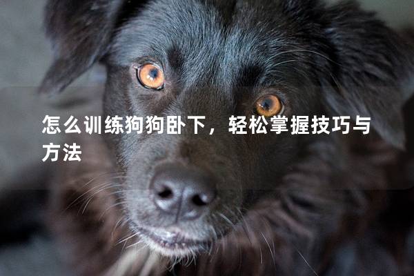 怎么训练狗狗卧下，轻松掌握技巧与方法