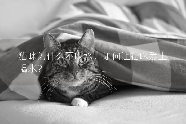 猫咪为什么不喝水，如何让猫咪爱上喝水？