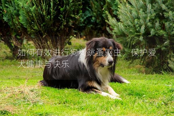 如何有效进行狗狗跳蚤驱虫，保护爱犬健康与快乐