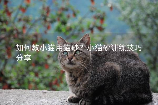 如何教小猫用猫砂？小猫砂训练技巧分享