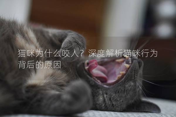 猫咪为什么咬人？深度解析猫咪行为背后的原因