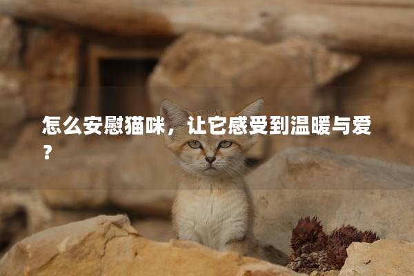 怎么安慰猫咪，让它感受到温暖与爱？