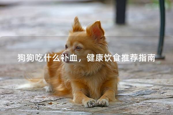 狗狗吃什么补血，健康饮食推荐指南