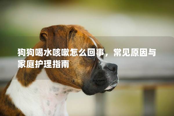 狗狗喝水咳嗽怎么回事，常见原因与家庭护理指南