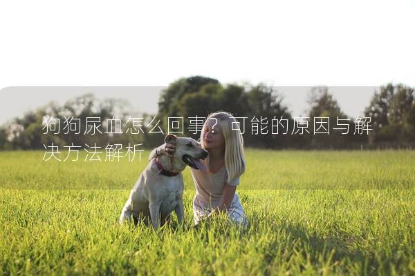 狗狗尿血怎么回事？可能的原因与解决方法解析