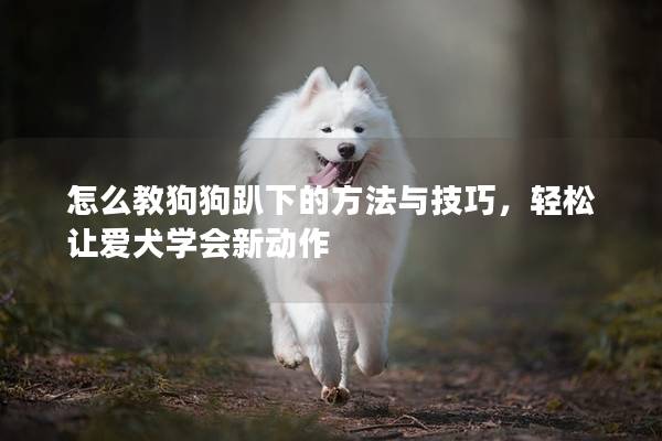 怎么教狗狗趴下的方法与技巧，轻松让爱犬学会新动作