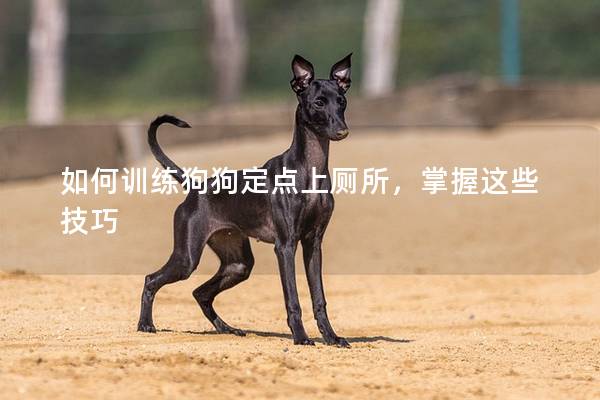 如何训练狗狗定点上厕所，掌握这些技巧