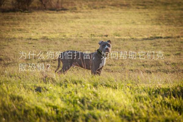 为什么狗狗怕打雷，如何帮助它们克服恐惧？