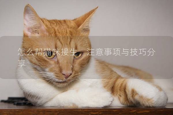 怎么帮猫咪接生，注意事项与技巧分享