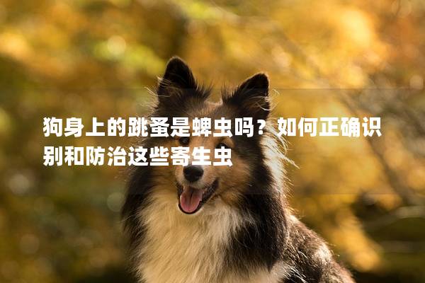 狗身上的跳蚤是蜱虫吗？如何正确识别和防治这些寄生虫