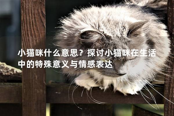小猫咪什么意思？探讨小猫咪在生活中的特殊意义与情感表达