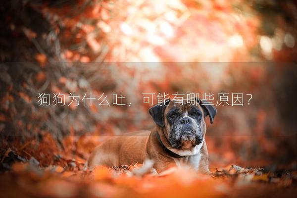 狗狗为什么吐，可能有哪些原因？