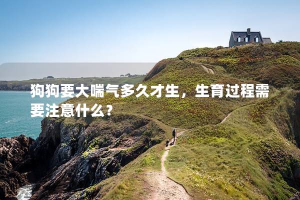 狗狗要大喘气多久才生，生育过程需要注意什么？