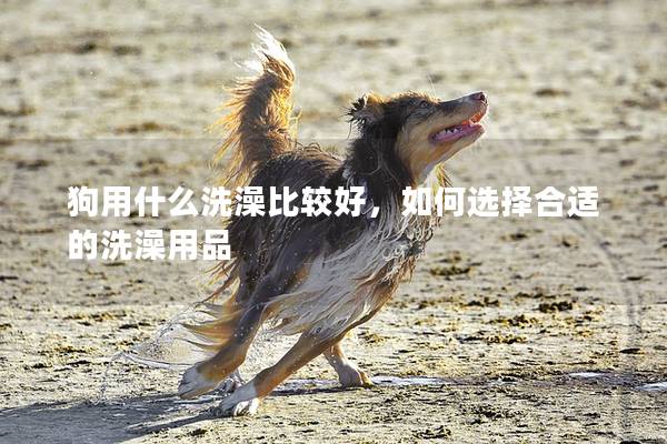 狗用什么洗澡比较好，如何选择合适的洗澡用品