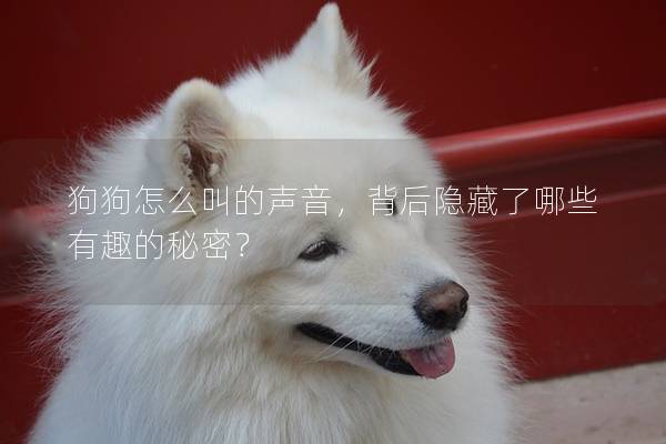 狗狗怎么叫的声音，背后隐藏了哪些有趣的秘密？