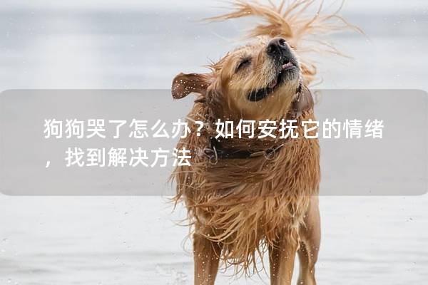 狗狗哭了怎么办？如何安抚它的情绪，找到解决方法