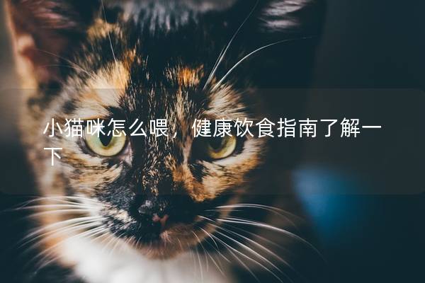 小猫咪怎么喂，健康饮食指南了解一下
