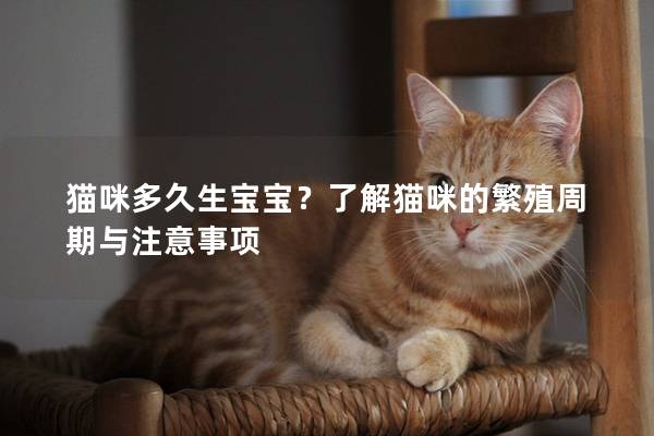 猫咪多久生宝宝？了解猫咪的繁殖周期与注意事项