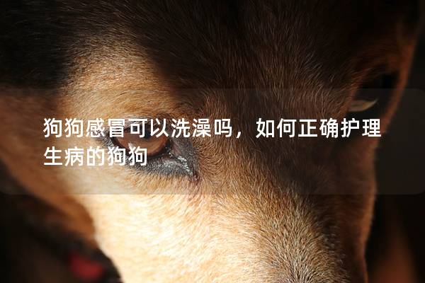 狗狗感冒可以洗澡吗，如何正确护理生病的狗狗