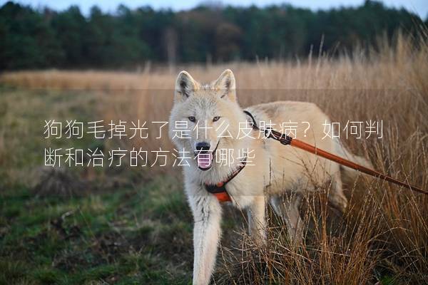 狗狗毛掉光了是什么皮肤病？如何判断和治疗的方法有哪些
