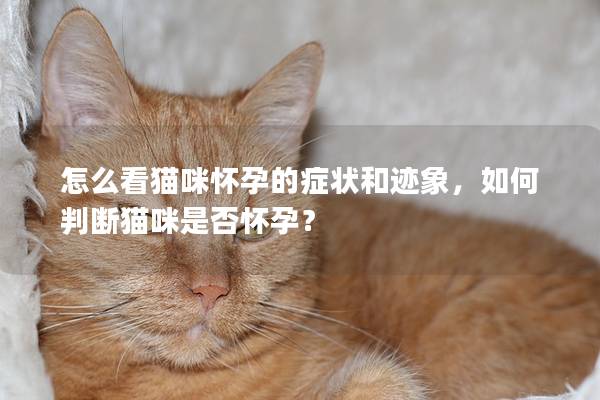 怎么看猫咪怀孕的症状和迹象，如何判断猫咪是否怀孕？