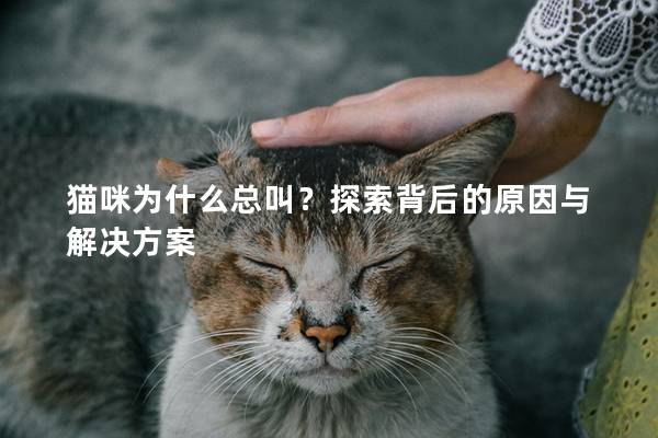 猫咪为什么总叫？探索背后的原因与解决方案