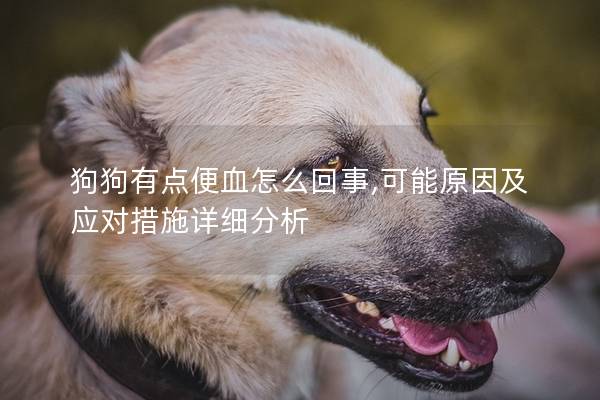 狗狗有点便血怎么回事,可能原因及应对措施详细分析
