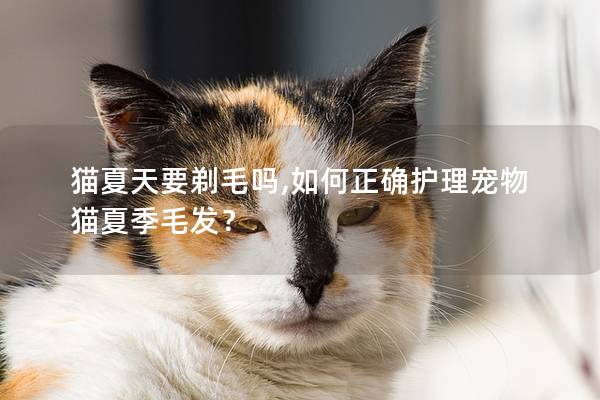 猫夏天要剃毛吗,如何正确护理宠物猫夏季毛发？