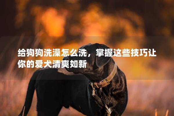 给狗狗洗澡怎么洗，掌握这些技巧让你的爱犬清爽如新