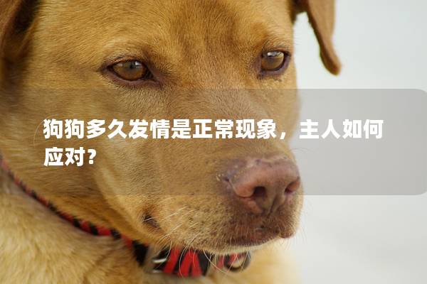 狗狗多久发情是正常现象，主人如何应对？