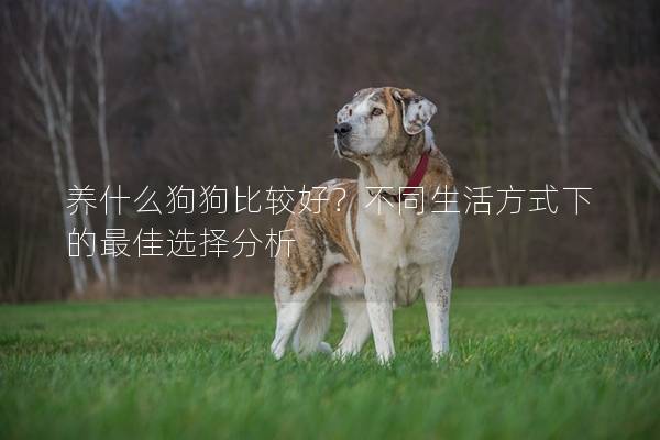 养什么狗狗比较好？不同生活方式下的最佳选择分析