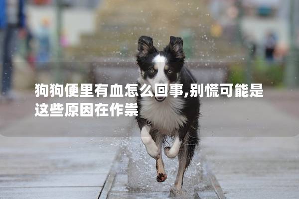 狗狗便里有血怎么回事,别慌可能是这些原因在作祟