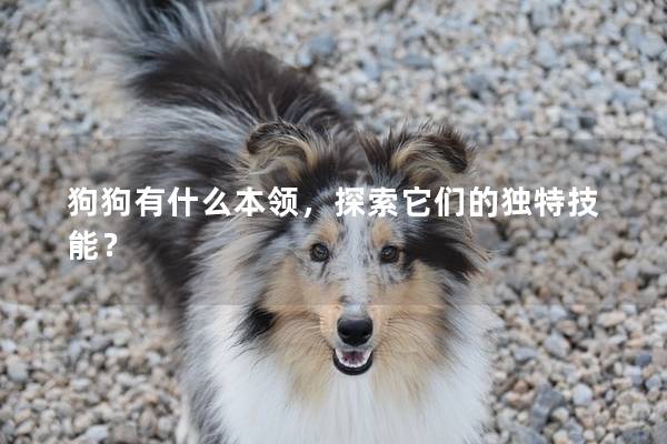 狗狗有什么本领，探索它们的独特技能？