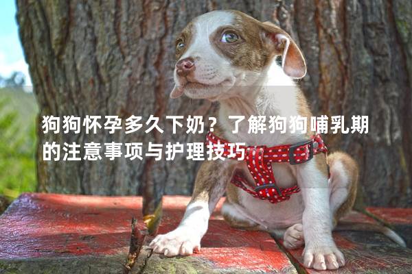 狗狗怀孕多久下奶？了解狗狗哺乳期的注意事项与护理技巧